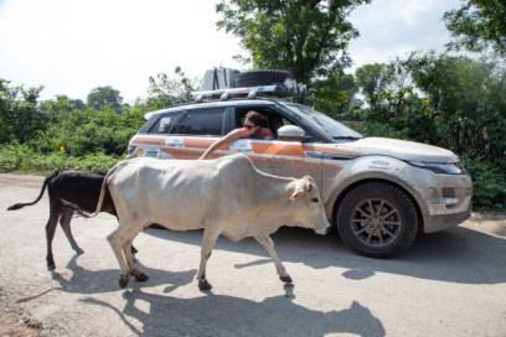 Kühe, die in Indien heilig sind, begegnen Reisenden überall. Im Auto gilt dann: vorsichtig umfahren