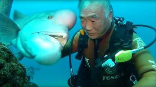 Fisch besucht Taucher seit 25 Jahren, um sich einen Kuss abzuholen!