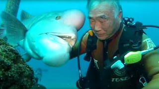 Fisch besucht Taucher seit 25 Jahren, um sich einen Kuss abzuholen!