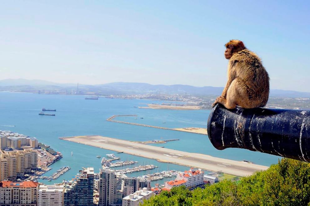 Ein Berberaffe blickt von einer alten britischen Militärkanone auf dem Gibraltar Rock Richtung Airport