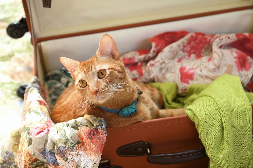 Katze im Koffer