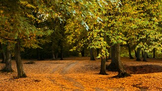 Der Hoia-Baciu-Wald in Rumänien: Hier sollen sich immer wieder unerklärliche Phänomene abspielen
