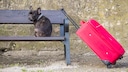 Hund Koffer Reise