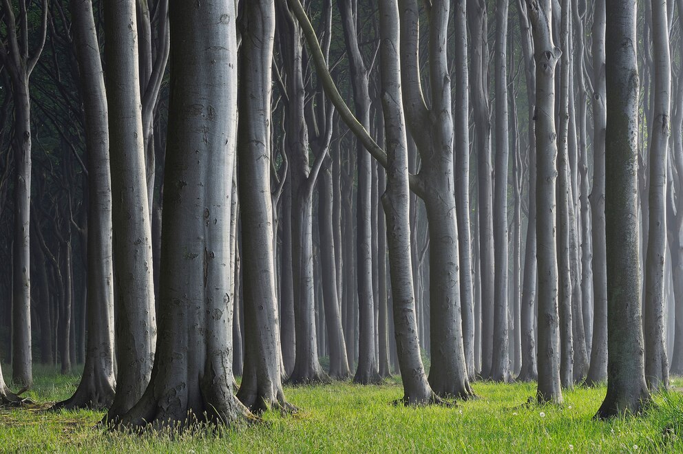 Auch in Mecklenburg-Vorpommern gibt es Buchenwälder, die unter das UNESCO-Welterbe fallen. Gefährdet sind diese aber nicht.