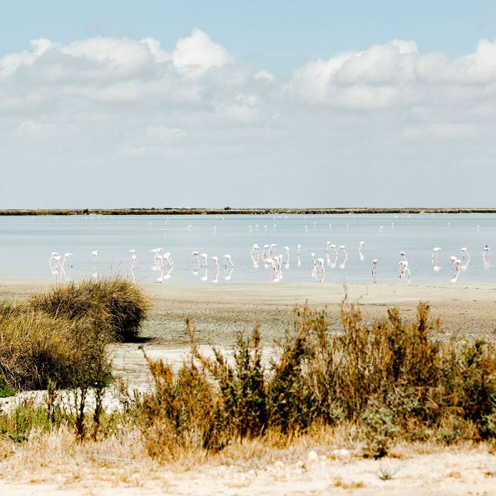 Auch der Doñana Nationalpark in Spanien hat mit dem Überleben zu kämpfen<br>Foto: Getty Images