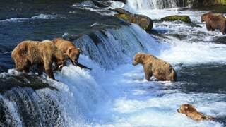 Im Katmai-Nationalpark kann man dank eines Web-Streams Bären in der freien Wildbahn beobachten