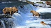 Im Katmai-Nationalpark kann man dank eines Web-Streams Bären in der freien Wildbahn beobachten