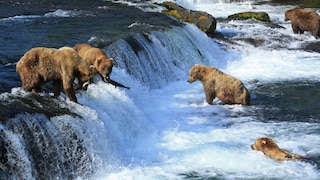 Im Katmai-Nationalpark kann man dank eines Web-Streams Bären in der freien Wildbahn beobachten