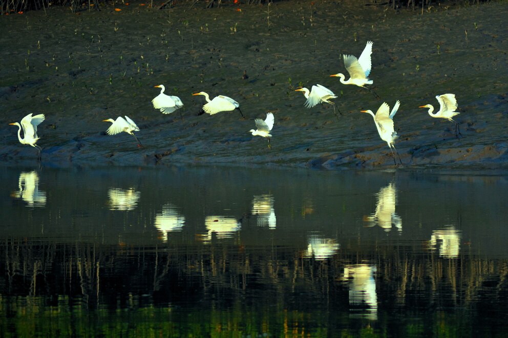 gefährdete UNESCO-Welterben, Sundarbans-Nationalpark