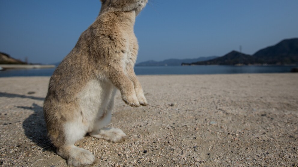 Hase, Kaninchen-Insel Okunoshima, Japan