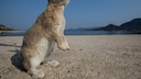 Hase, Kaninchen-Insel Okunoshima, Japan