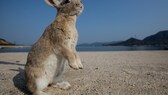 Hase, Kaninchen-Insel Okunoshima, Japan