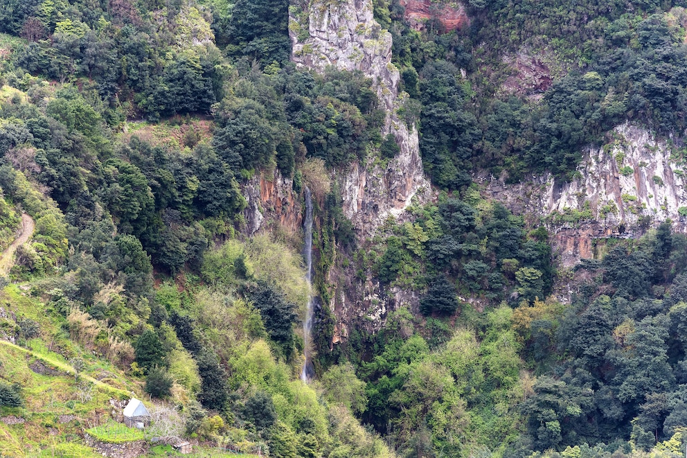 gefährdete UNESCO-Welterben, Lorbeerwälder von Madeira