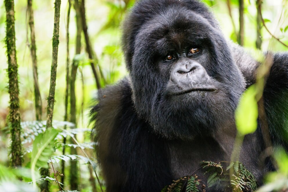 Auch Gorillas wohnen im Nationalpark Virunga<br>Foto: Getty Images