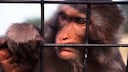 Tiere im Zoo Kritik