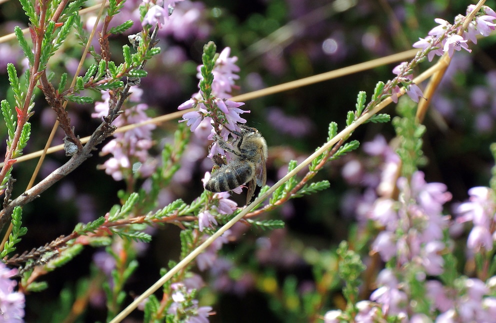 Biene an Blume