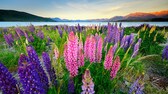 Lake Tekapo, Neuseeland