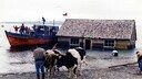 So verrückt ist das Umziehen auf Chiloé
rodoluca / CC BY-SA 3.0