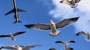 Möwen fliegen unter einem Flugzeug