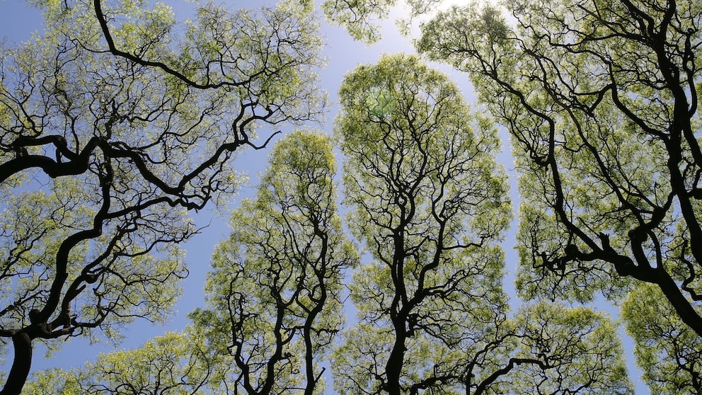 Crown Shyness