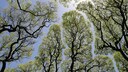 Crown Shyness