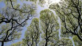 Crown Shyness