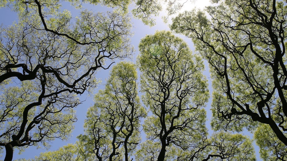 Crown Shyness