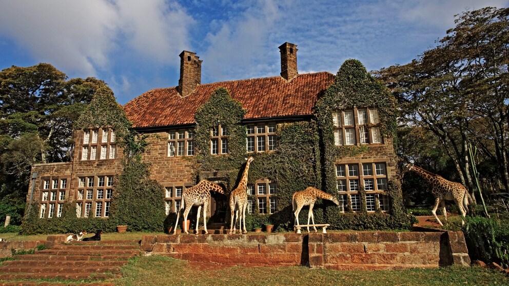 Im kenianischen „Giraffe Manor“ kann es schon mal vorkommen, dass eine Giraffe ihren Kopf durch das Zimmerfenster steckt