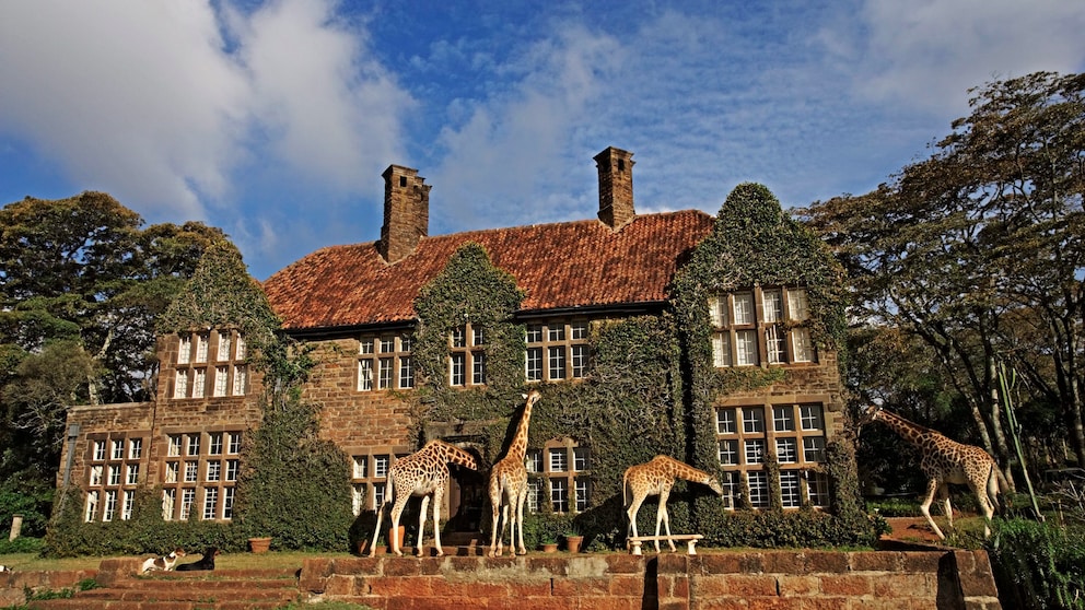 Im kenianischen „Giraffe Manor“ kann es schon mal vorkommen, dass eine Giraffe ihren Kopf durch das Zimmerfenster steckt