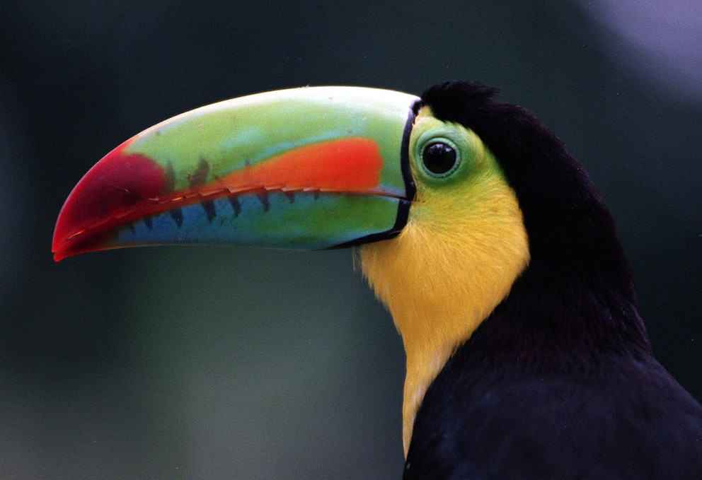 Tucan, Panama