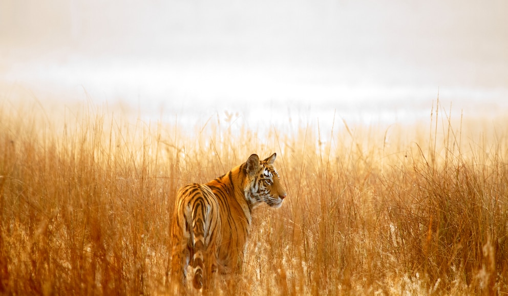 Tigertourismus in Indien