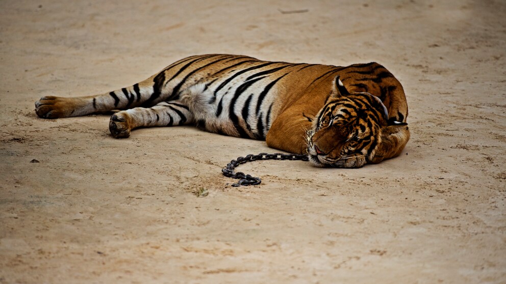 Tigertempel in Thailand