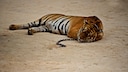 Tigertempel in Thailand