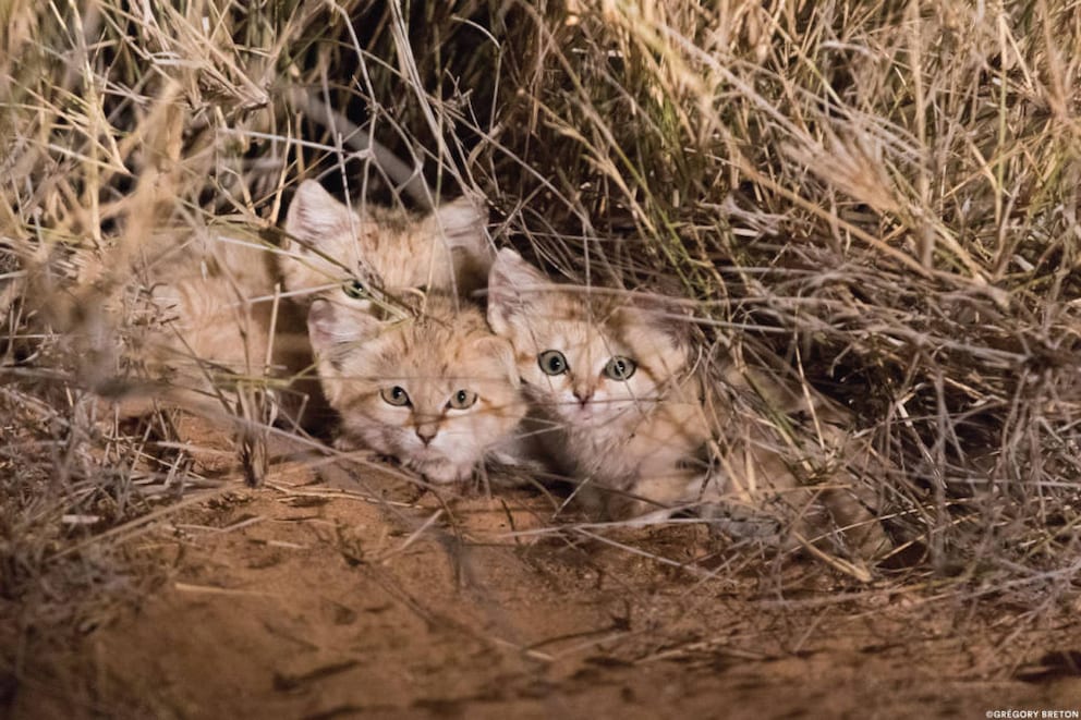 Sand cats