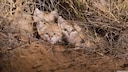 Sandkatzen