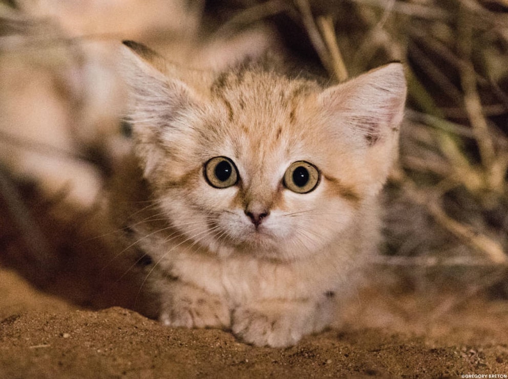 Sand cat