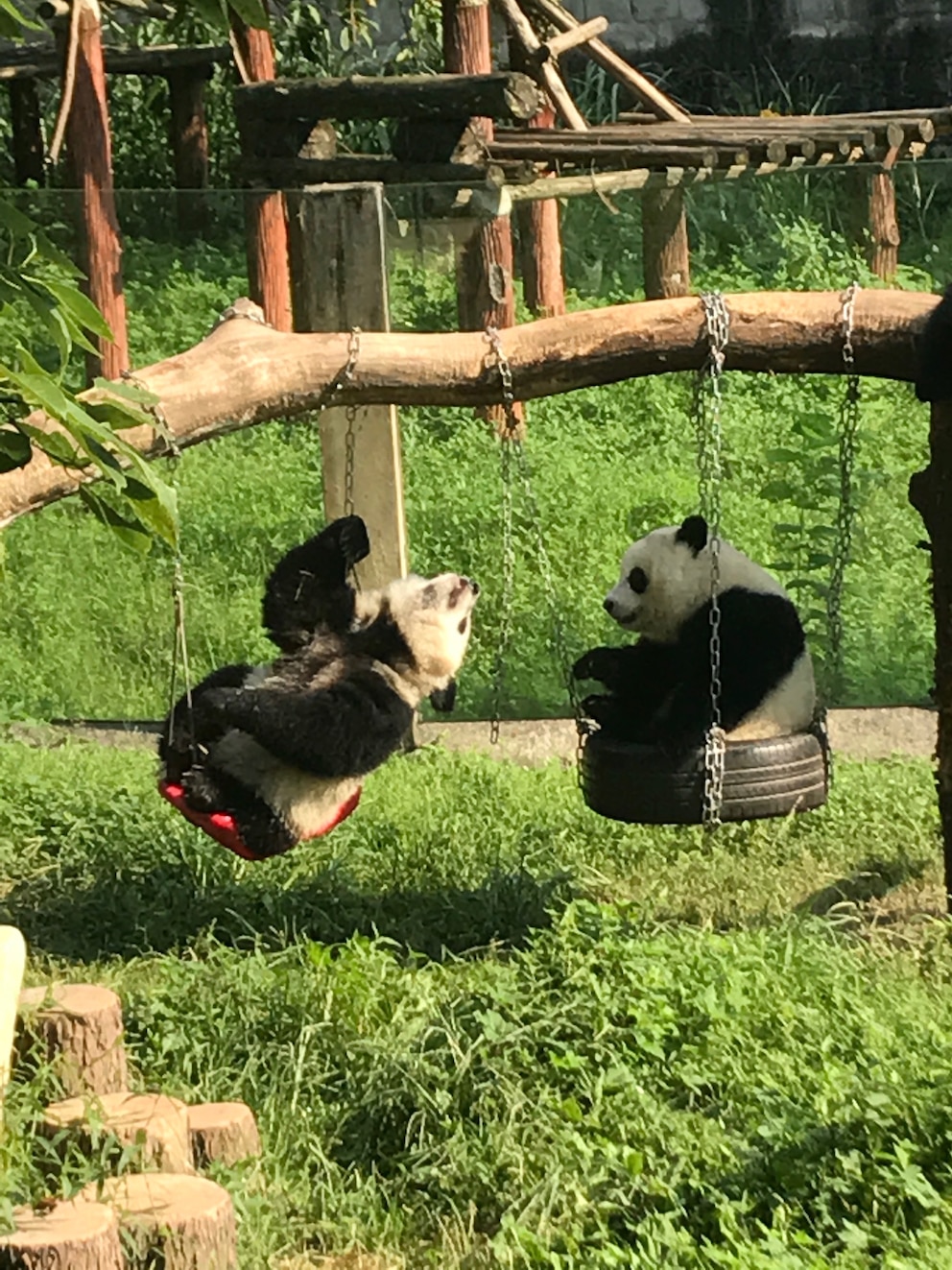  Als die Pandas dann mal drau&szlig;en waren, lieferten sie gleich eine Show ab