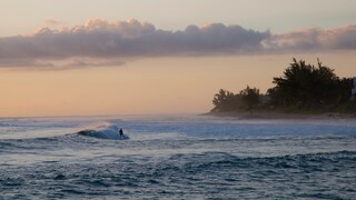 La Réunion, das französische Übersee-Département im Indischen Ozean, ist zwar nicht durchweg gefährlich. Doch sollte sich in Acht nehmen, wer vor der Insel badet oder surft – denn hier lauert eine große Population von Haien. Vor allem seit 2011 kommt es immer wieder zu Haiangriffen vor der Westküste, fünf davon gingen für den Menschen tödlich aus. Statistisch gesehen ist die Wahrscheinlichkeit, vor La Réunion von einem Hai attackiert zu werden, sogar 1000-mal höher als etwa in Australien oder Nordamerika.