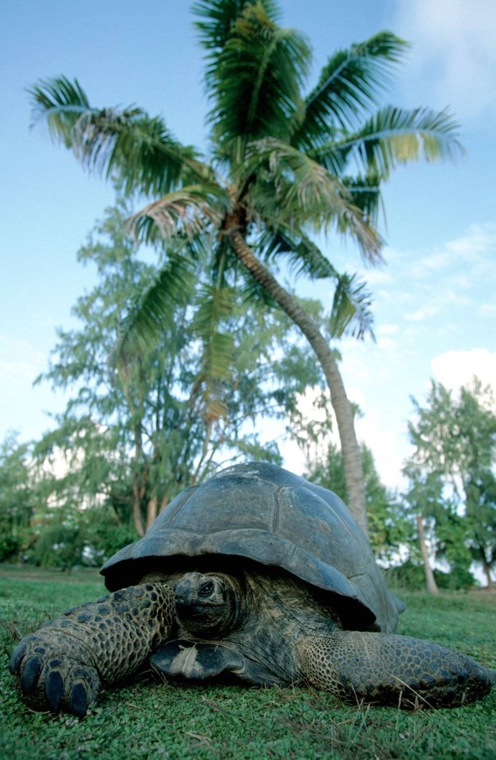 Esmeralda weighs several hundred kilos, her shell is almost two meters long