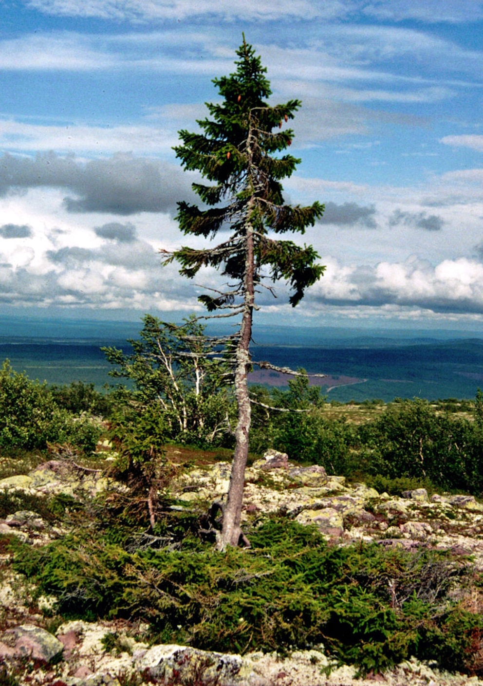 Old Tjikko ältester baum der welt