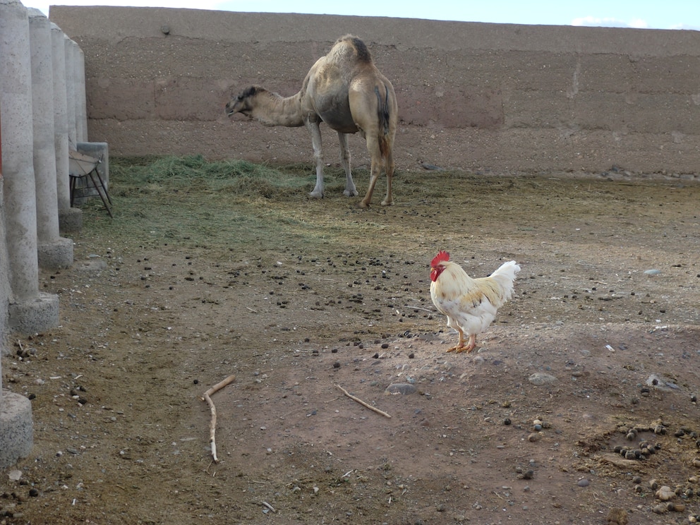 Gnadenhof Marokko, Marrakesch