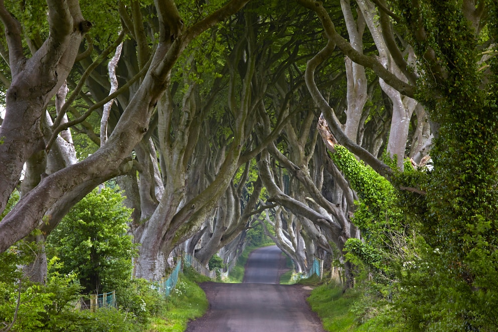 Dark Hedges