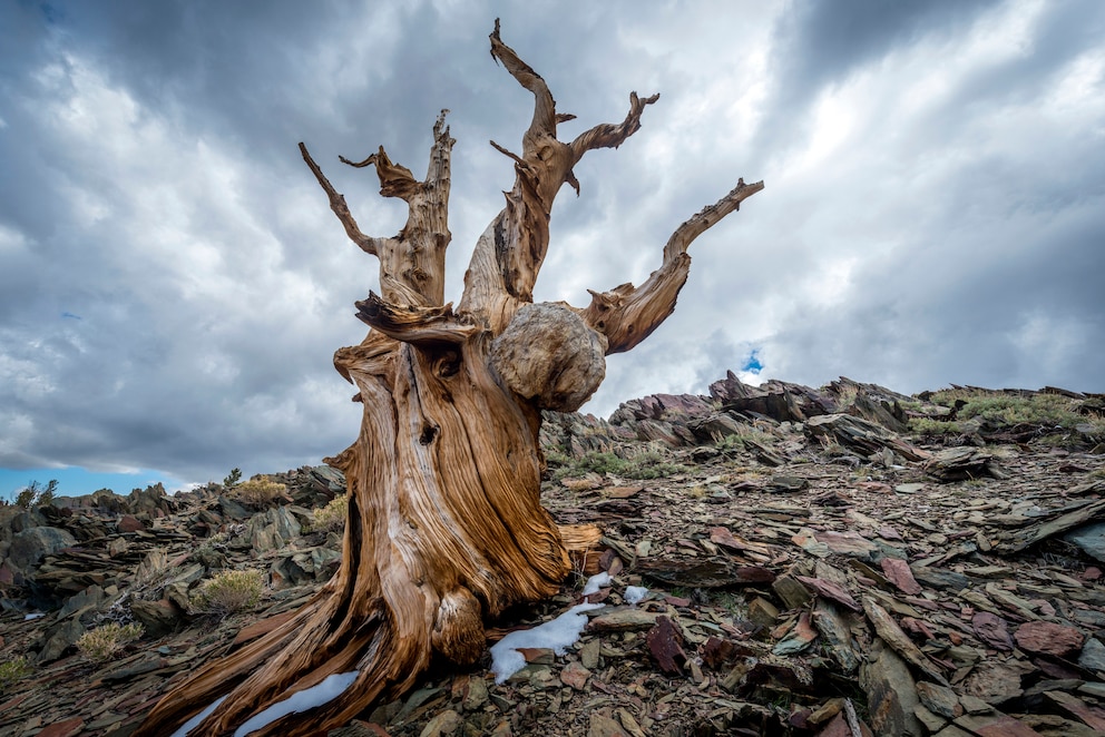 Bristlecone Pine