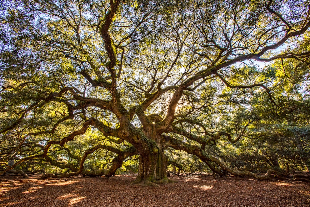 Angel Oak Baum