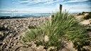 Insel Fehmarn