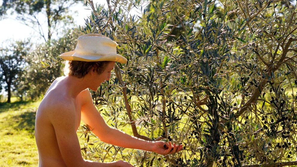 Fruitpicking, Olive, Wwoof