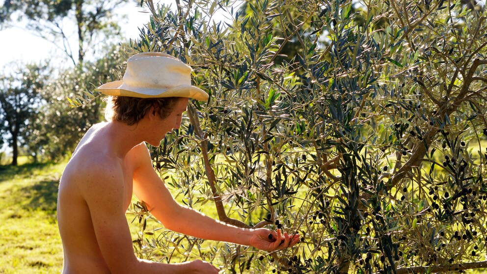 Fruitpicking, Olive, Wwoof