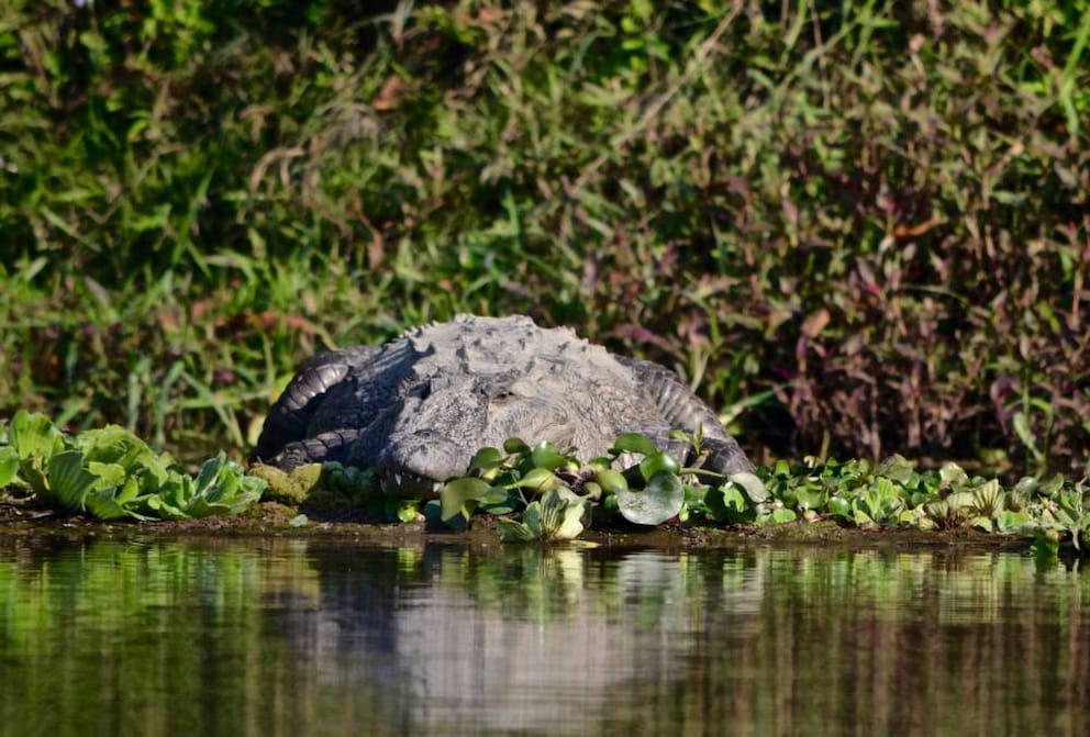 Krokodil Nepal