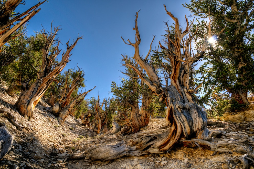 Methuselah Grove, einer der ältesten Bäume der Welt