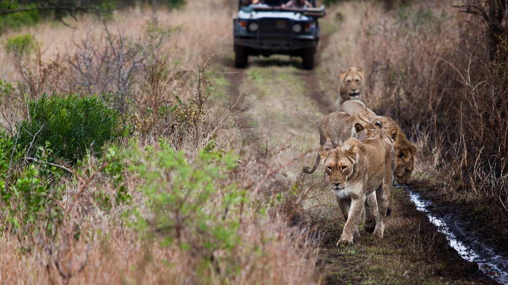 Löwen im KwaZulu-Natal-Nationalpark